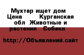 Мухтар ищет дом › Цена ­ 10 - Курганская обл. Животные и растения » Собаки   